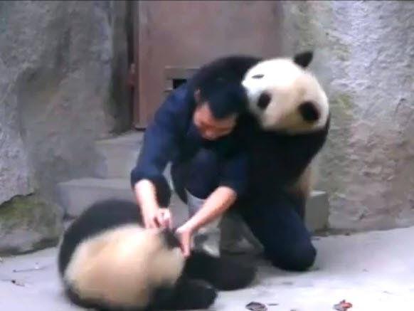 Gemeiensam sind wir stark - Gilt auch für widerspenstige Pandas.