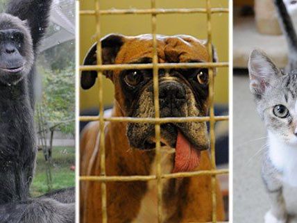 Schimpansen, Hunde, Katzen - diese Tiere und viele andere mehr wohnen im Wiener Tierschutzhaus Schimpansen, Hunde, Katzen - diese Tiere und viele andere mehr wohnen im Wiener Tierschutzhaus
