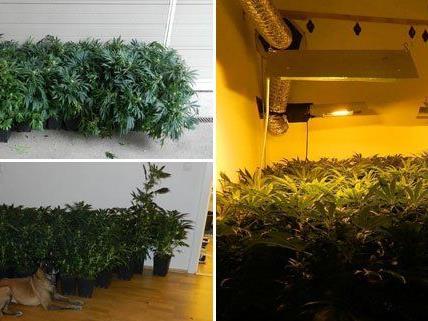 Die Cannabispflanzen wurden sichergestellt.
