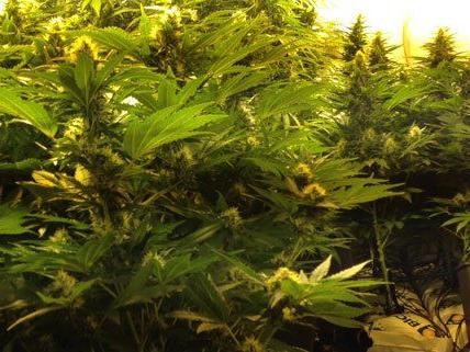 Rund 70 Cannabis-Pflanzen wurden sichergestellt.