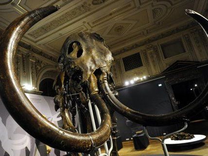 Das "Lensky-Mammut" zählt zu den beeindruckendsten Exponaten der Austellung. Das "Lensky-Mammut" zählt zu den beeindruckendsten Exponaten der Austellung.