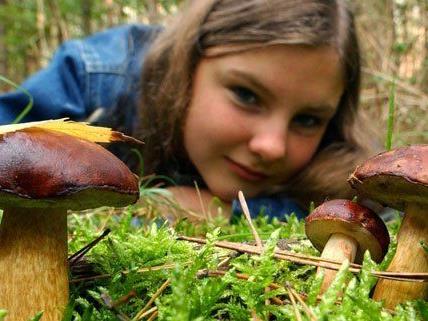 Biosphärenpark Wienerwald meldet zahlreiche Pilz-Erstfunde