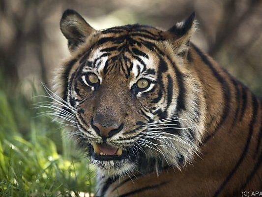 Medizin glaubte an Kraft der Tigerknochen