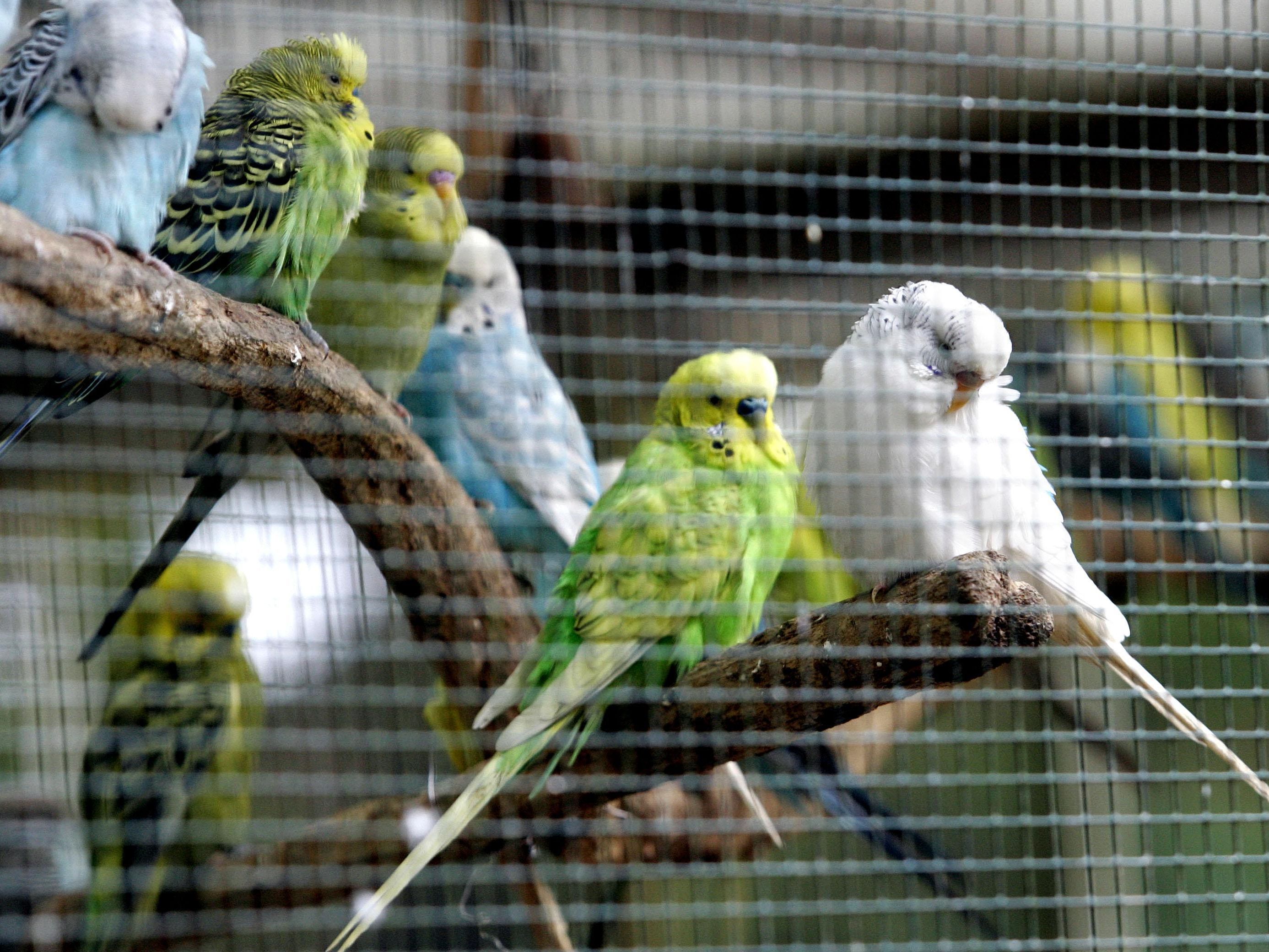 Am Montag wurden 165 Ziervögel aus einem Verschlag in Wien-Liesing befreit. Am Montag wurden 165 Ziervögel aus einem Verschlag in Wien-Liesing befreit.