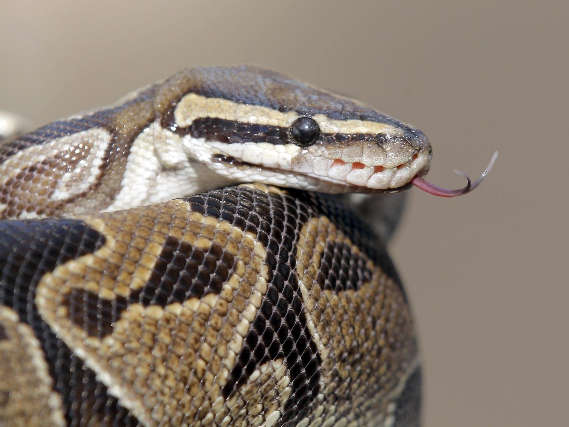 Ein Python griff in Australien einen Foxterrier an.