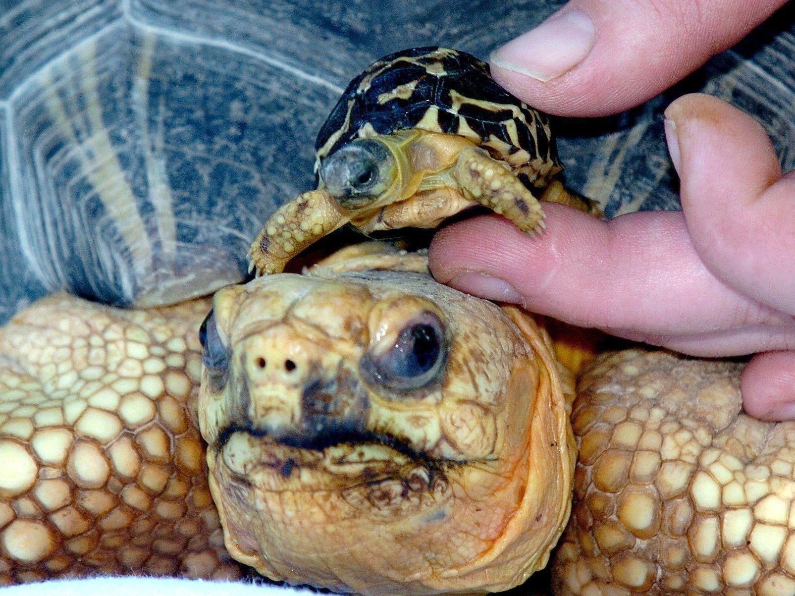 Strahlenschildkröten sind wegen ihres Panzers bei Sammlern sehr beliebt.