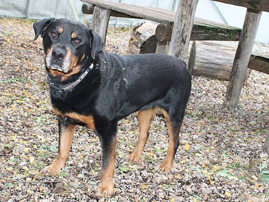 Das ist Bruno Das ist Bruno