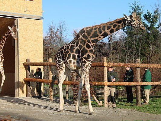 Die Giraffen wagen vorsichtig erste Schritte ins Freigehege