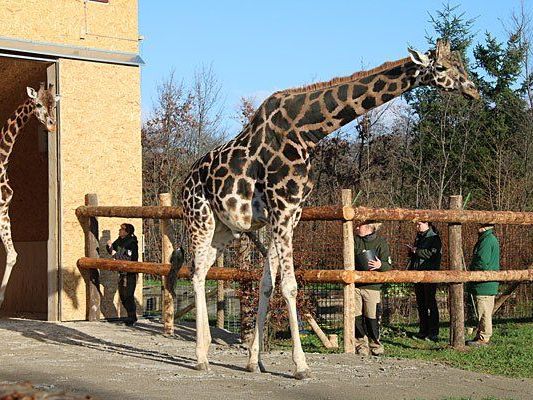 Die Giraffen wagen vorsichtig erste Schritte ins Freigehege Die Giraffen wagen vorsichtig erste Schritte ins Freigehege