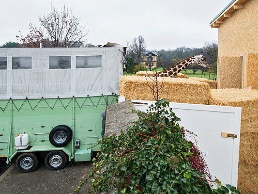 Bei der Übersiedlung der Giraffen Bei der Übersiedlung der Giraffen