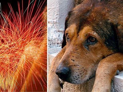 Für Hund, Katze und Co. ist die Silvesterknallerei belastend