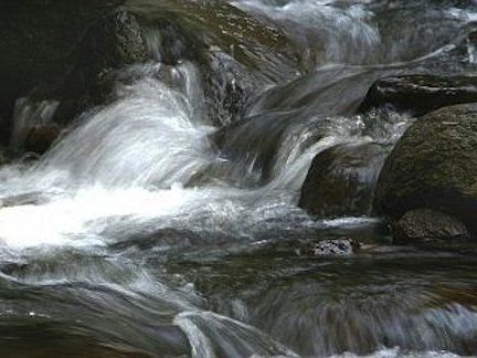 Leichenfund in einem Bachbett in NÖ Leichenfund in einem Bachbett in NÖ