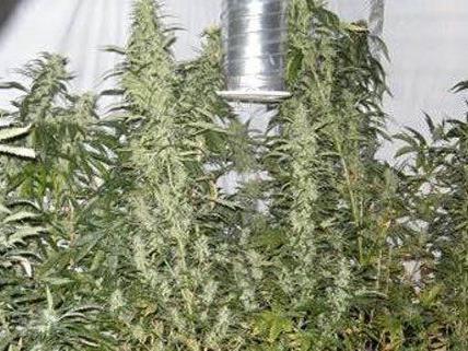 Rund 100 Cannabis-Pflanzen hat die Polizei in einer Wohnung entdeckt.