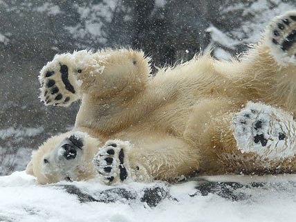 Den Eisbären im Wiener Zoo taugt der Schnee.