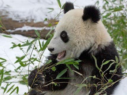 Panda Fu Bao genießt sein Futter im Schnee.