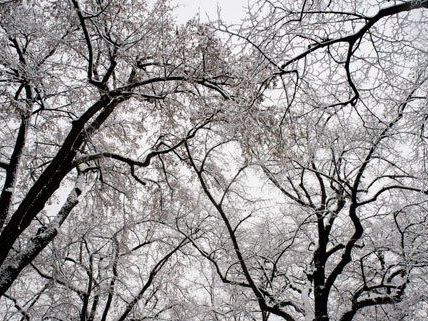 Erster Schneefall sorgt in Wien für viel Arbeit für die Mitarbeiter der MA48. Erster Schneefall sorgt in Wien für viel Arbeit für die Mitarbeiter der MA48.