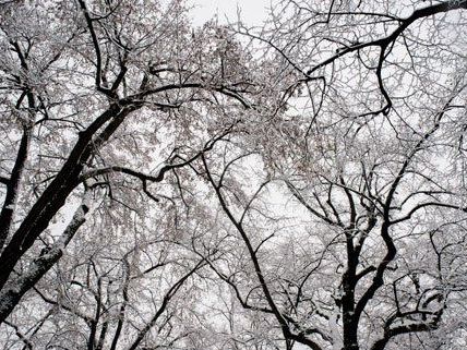 Erster Schneefall sorgt in Wien für viel Arbeit für die Mitarbeiter der MA48.