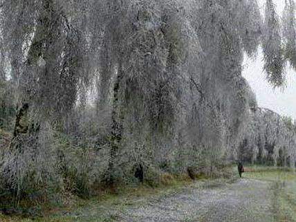 Auch im Waldviertel kam es zu einer ähnlichen Wettersituation. Auch im Waldviertel kam es zu einer ähnlichen Wettersituation.