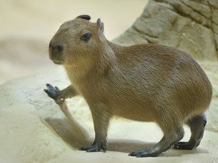 Bei den Wasserschweinen hat es Nachwuchs gegeben!