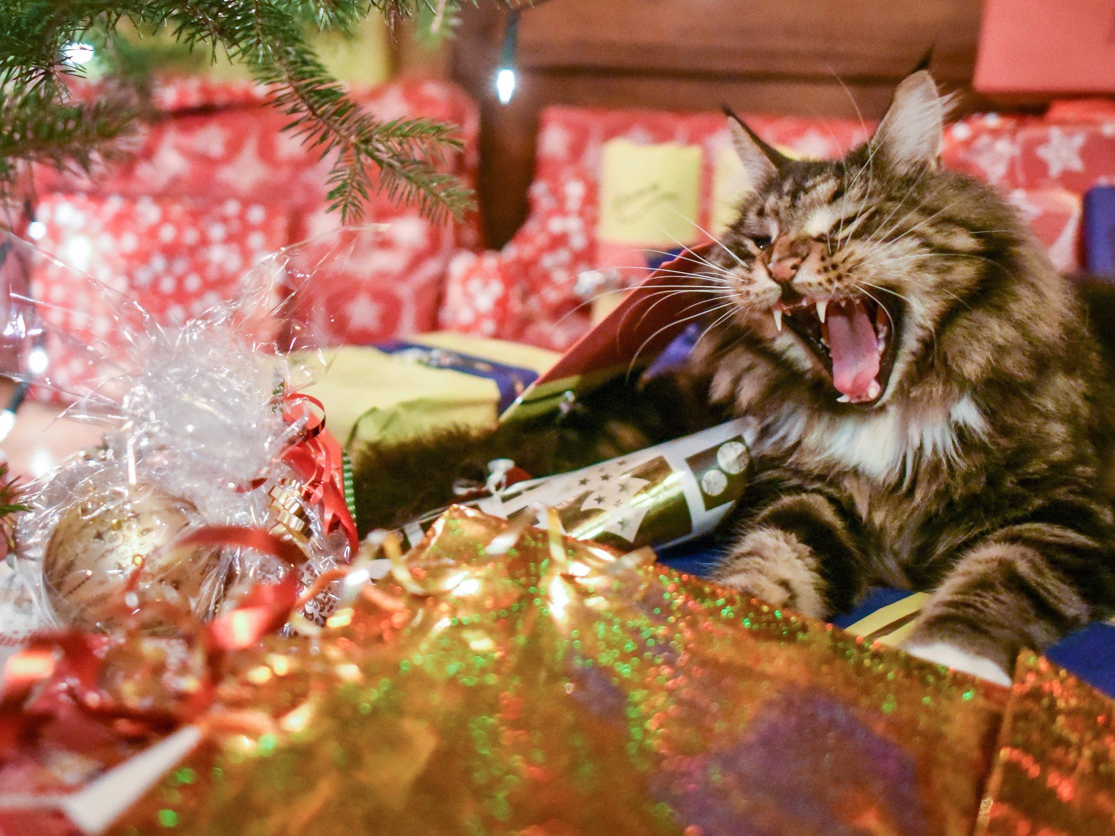 Ihr Weihnachtsgeschenk war zum Gähnen langweilig? Die Geschäfte tauschen meist kulant. Ihr Weihnachtsgeschenk war zum Gähnen langweilig? Die Geschäfte tauschen meist kulant.
