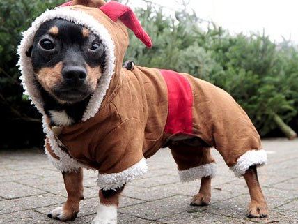 Besonders warm anziehen muss man sich und seine Lieben am 24. Dezember nicht. Besonders warm anziehen muss man sich und seine Lieben am 24. Dezember nicht.