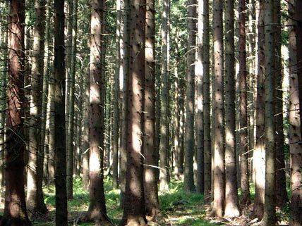 Der Vater hatte seinen Sohn (6) im Wald aus den Augen verloren. Der Vater hatte seinen Sohn (6) im Wald aus den Augen verloren.