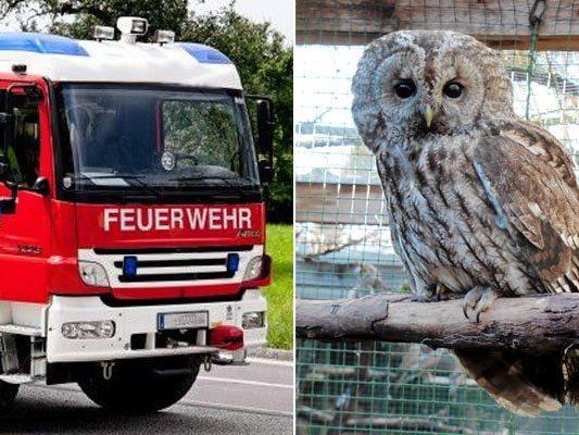Gerettet von der Feuerwehr: Waldkauz Paula in der Eulen- und Greifvogelstation (EGS) in Haringsee