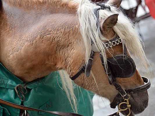 Ein Fiakerpferd soll in der Innenstadt niedergebrochen sein