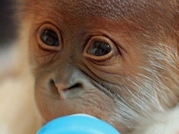 Ein Namen besitzt das Orang-Utan-Weibchen noch nicht. Ein Namen besitzt das Orang-Utan-Weibchen noch nicht.