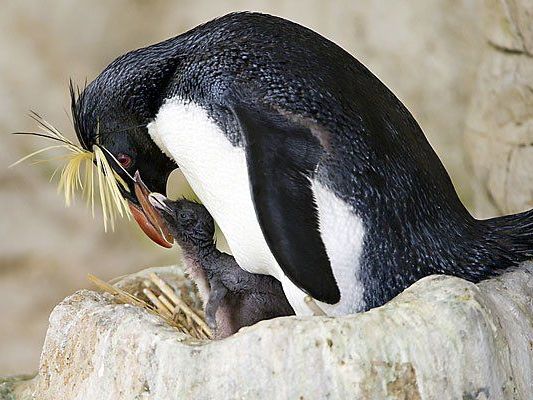 Felsenpinguine: einer der vielen Zuchterfolge im Tiergarten Schönbrunn Felsenpinguine: einer der vielen Zuchterfolge im Tiergarten Schönbrunn
