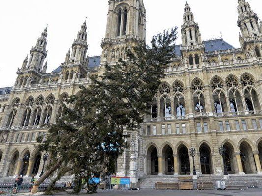 Und der Christbaum fällt ... Und der Christbaum fällt ...