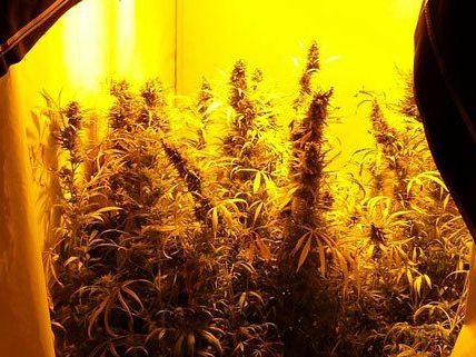 Bei einer Hausdurchsuchung stießen die Polizisten auf eine Cannabis-Plantage. Bei einer Hausdurchsuchung stießen die Polizisten auf eine Cannabis-Plantage.