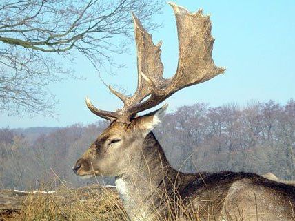 Der Lainzer Tiergarten startet zu Beginn der Semesterferien in die neue Saison. Der Lainzer Tiergarten startet zu Beginn der Semesterferien in die neue Saison.