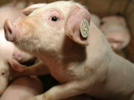 Tierschutz: Härtere Strafen könnten heuer kommen. Tierschutz: Härtere Strafen könnten heuer kommen.