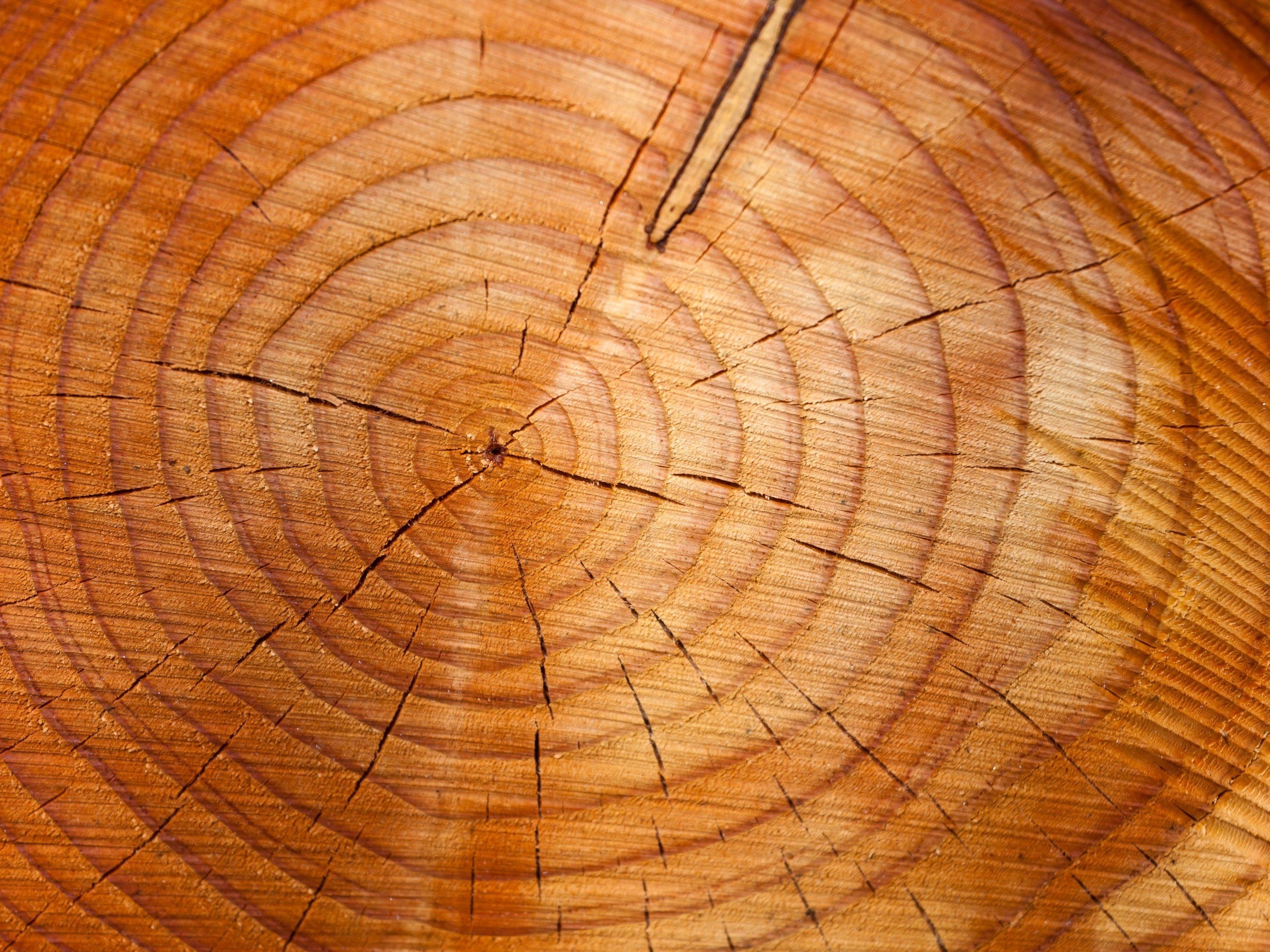 Holz ist auch jetzt noch ein beliebter Baustoff.