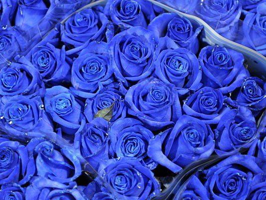 Wenn man heuer trendgerecht zum Valentinstag Blumen schenken will, empfehlen sich u.a. Blautöne