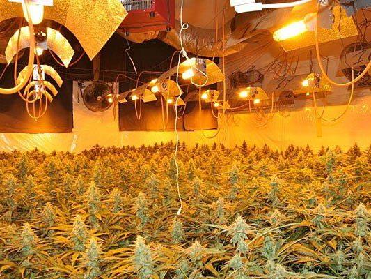 Diese riesengroße Cannabis-Plantage wurde entdeckt