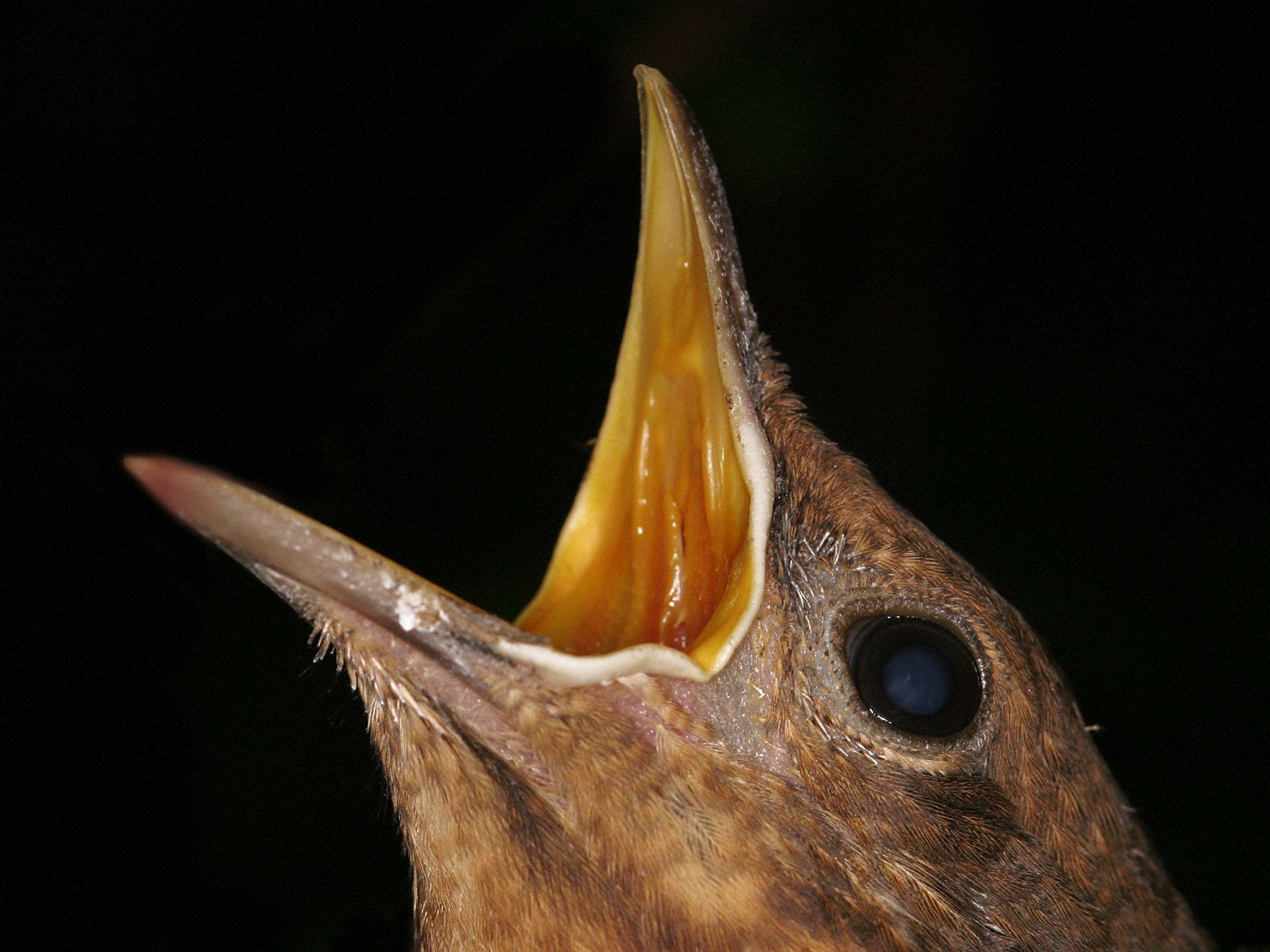 Ein kleiner Teil der heimischen Vogelpopulation stirbt regelmäßig an der Vogelmalaria.