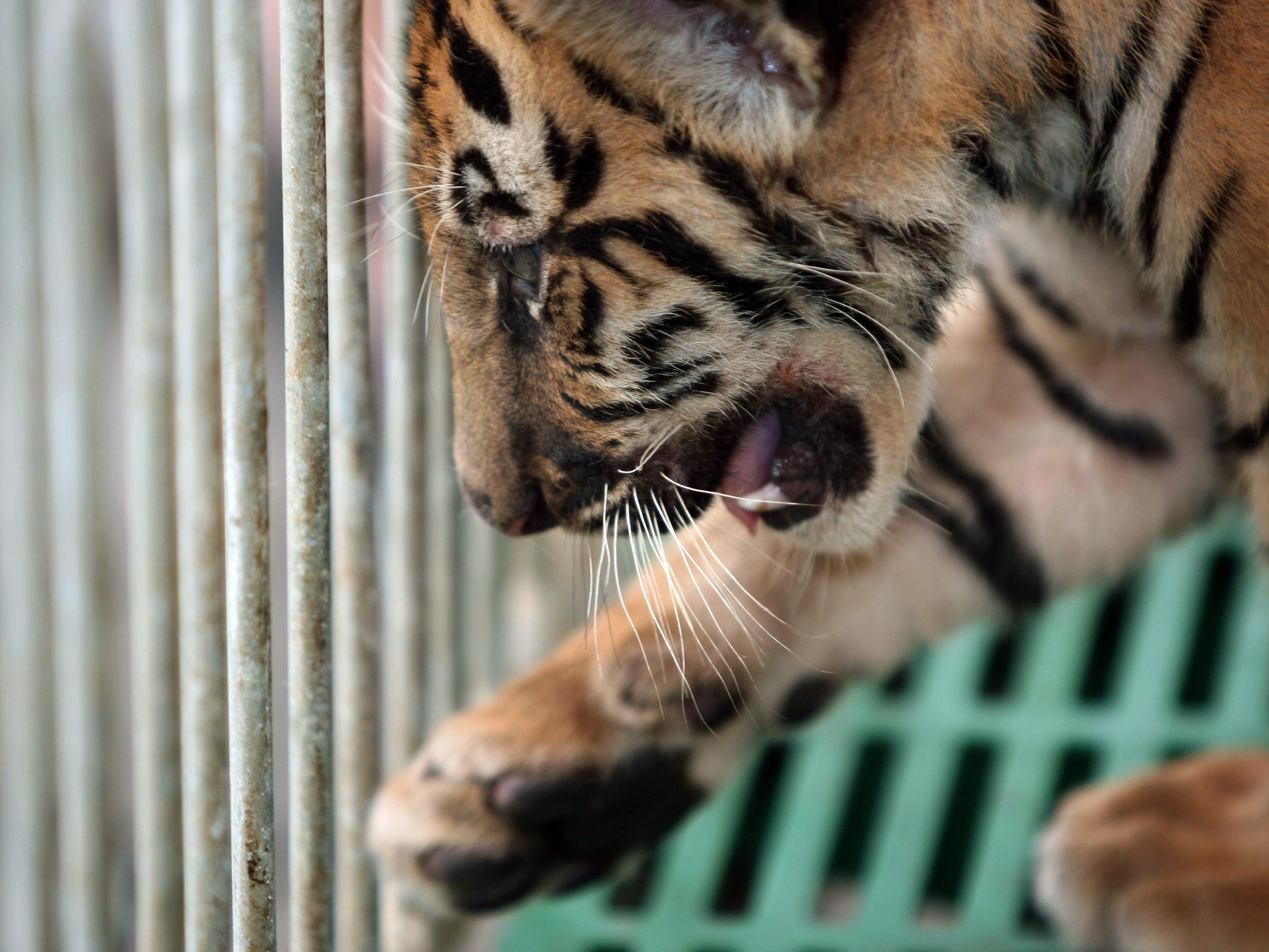 Ein Feuerwerk versetzte vermutlich den im Käfig gehaltenen Tiger in Panik.