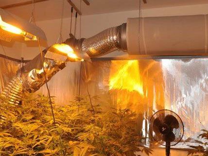 Diese Cannabis-Plantage wurde am Samstag in Wien entdeckt.