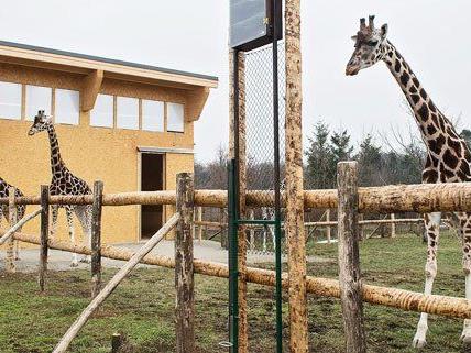 Die Schönbrunner Giraffen in ihrem neuen Quartier.