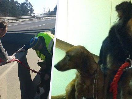 Diese beiden Hunde waren entlaufen und wurden auf der A2 gefasst. Diese beiden Hunde waren entlaufen und wurden auf der A2 gefasst.