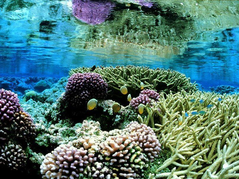 Die Ozeanversauerung setzt Meeresbewohnern zu. Im Bild: Ein intaktes Korallenriff auf dem Palmyra Atoll im Pazifik.