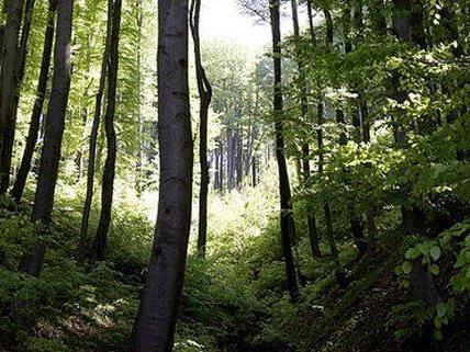 Das Trio brachte den 23-Jährigen in einen Wald bei Tulbingerkogel