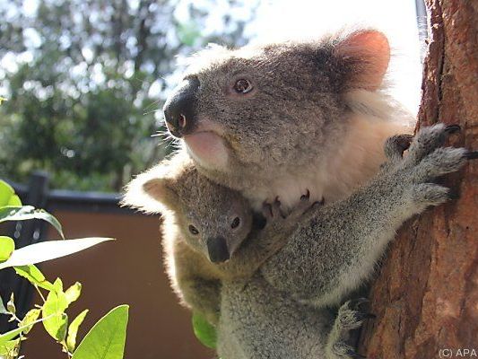 Koala-Bären waren vom Hungertod bedroht Koala-Bären waren vom Hungertod bedroht