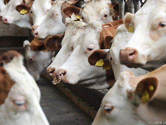 Seuche für Menschen ungefährlich, Rinder müssen geschlachtet werden