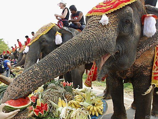 Thailands Elefanten werden verwöhnt