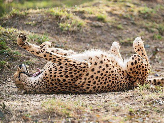Auch nur eine große Katze: Ein Gepard genießt die Frühlingssonne in Schönbrunn