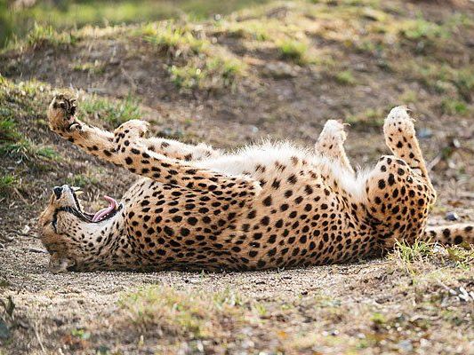 Auch nur eine große Katze: Ein Gepard genießt die Frühlingssonne in Schönbrunn Auch nur eine große Katze: Ein Gepard genießt die Frühlingssonne in Schönbrunn