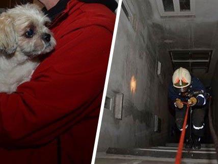 Dieser Hund wurde aus dem Lichtschacht in Alsergrund gerettet